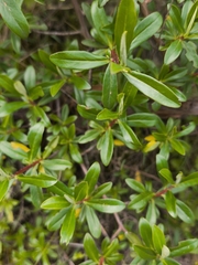 Escallonia resinosa, photograph (c) Lizet Mayli Mejía Penadillo, some rights reserved (CC BY-SA)