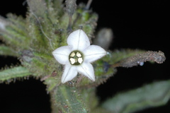 Nicotiana corymbosa