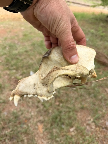 Domestic Dog photographed in Louisiana