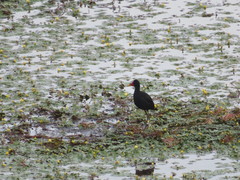 Jacana jacana hypomelaena