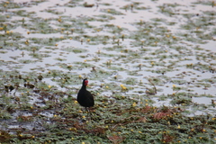 Jacana jacana hypomelaena