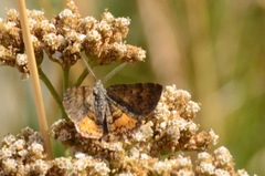 Paranotoreas brephosata