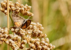 Paranotoreas brephosata