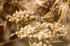 Paranotoreas brephosata