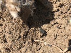 Thanatophilus lapponicus