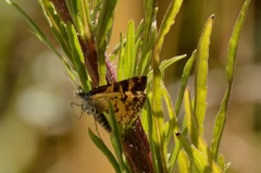 Paranotoreas brephosata