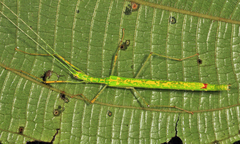 Cesaphasma