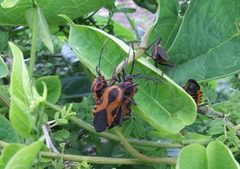 Sephina vinula