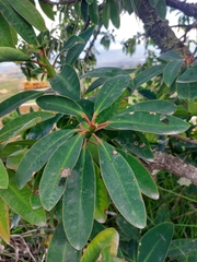 Euphorbia laurifolia, photograph (c) Rafaella Cevallos Larrea, some rights reserved (CC BY)