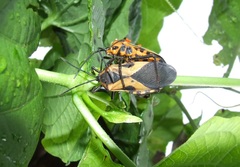 Sephina vinula