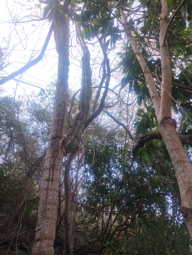 Stenocereus chacalapensis (Stenocereus chacalapensis)