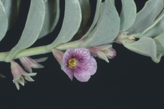 Melosperma andicola