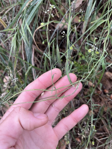 Thysanocarpus laciniatus, 2026-04-25