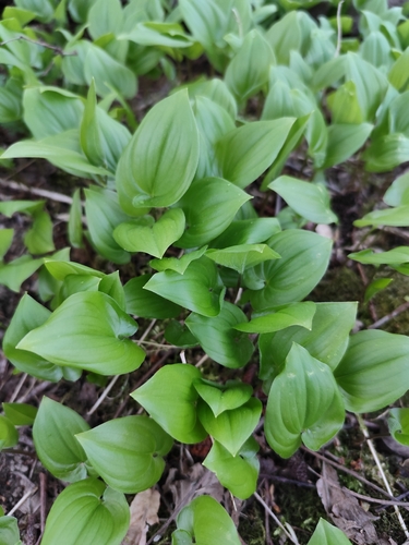Dvilapė medutė