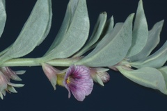 Melosperma andicola