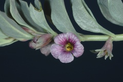 Melosperma andicola