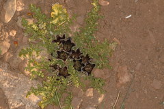Jaborosa laciniata
