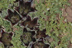 Jaborosa laciniata