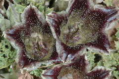 Jaborosa laciniata