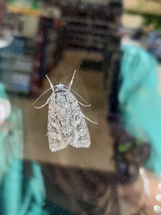 Acronicta impleta