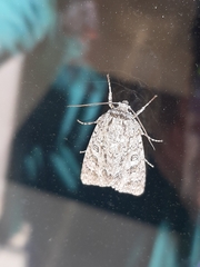 Acronicta impleta