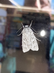 Acronicta impleta