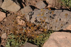 Calceolaria filicaulis luxurians