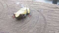 Dendropsophus reticulatus