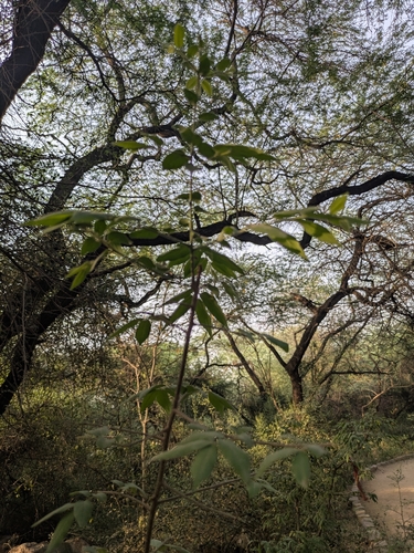Diospyros montana observed 2026-04-26