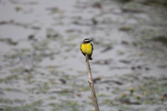 Myiozetetes cayanensis