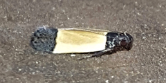 Anacampsis coverdalella