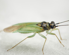 Cyrtorhinus