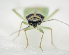 Cyrtorhinus
