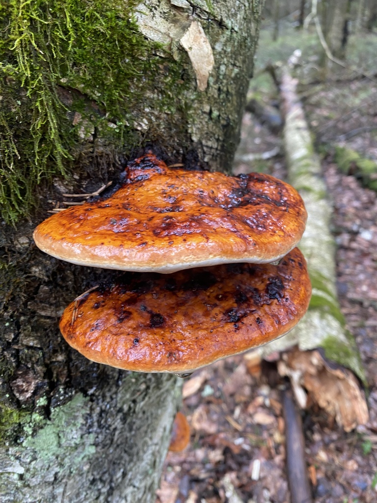 Fomitopsis pinicola · April 2026 · photo: © ilya_rudenko (iNaturalist, cc-by)