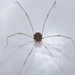 Trachyrhinus dicropalpus - Photo (c) harvestman-man, some rights reserved (CC BY-NC)