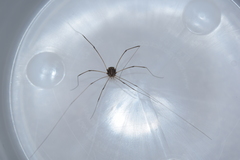 Trachyrhinus dicropalpus