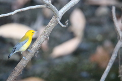 Protonotaria citrea