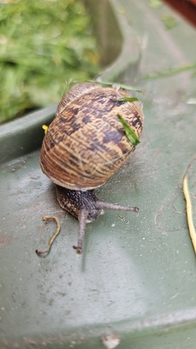 Cornu aspersum