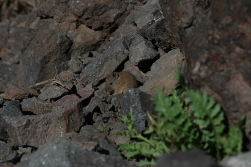 Gray Leaf-eared Mouse