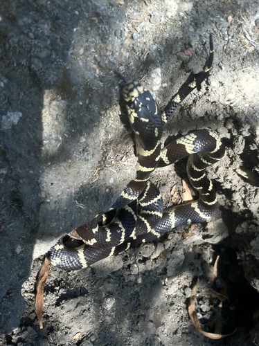 iNaturalist observation photo of California King Snake