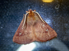 Anthela addita