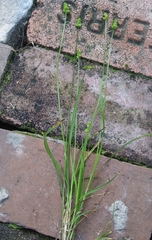 Carex cephalophora