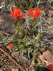 Castilleja brevilobata