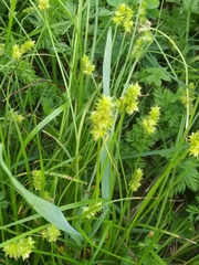 Carex cephalophora