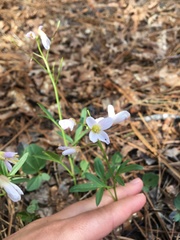 Cardamine nuttallii
