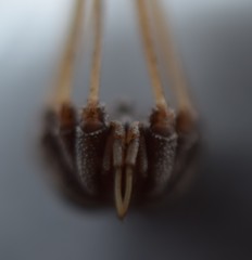 Trachyrhinus dicropalpus