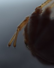 Trachyrhinus dicropalpus