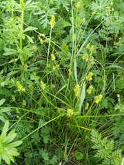 Carex cephalophora