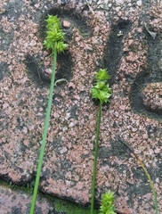 Carex cephalophora