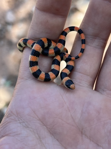 Ground Snake